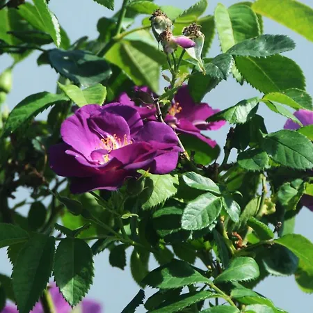 Pensjonat Belo Campo - Ilha Do Faial