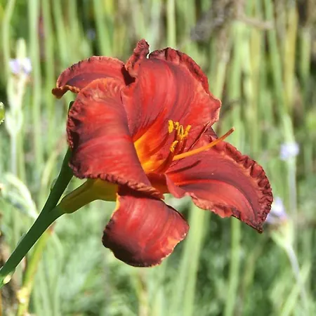 Belo Campo - Ilha Do Faial 3* Castelo Branco (Faial)