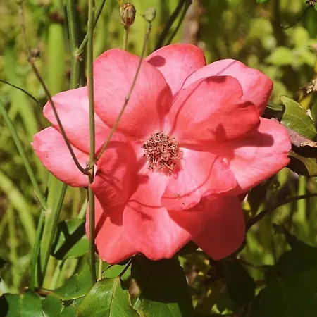 Pensjonat Belo Campo - Ilha Do Faial Castelo Branco (Faial)