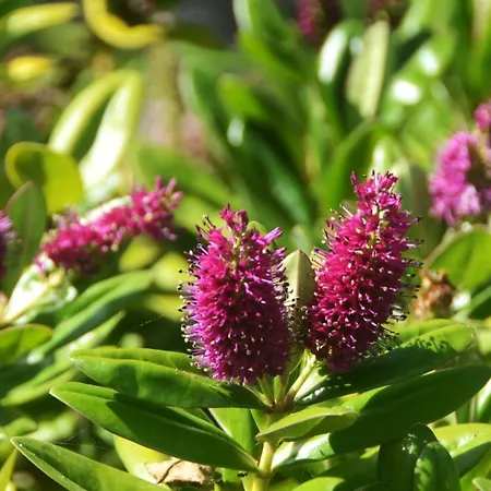 Belo Campo - Ilha Do Faial