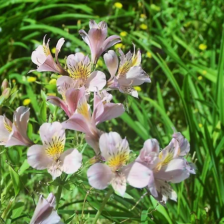 Belo Campo - Ilha Do Faial 3*