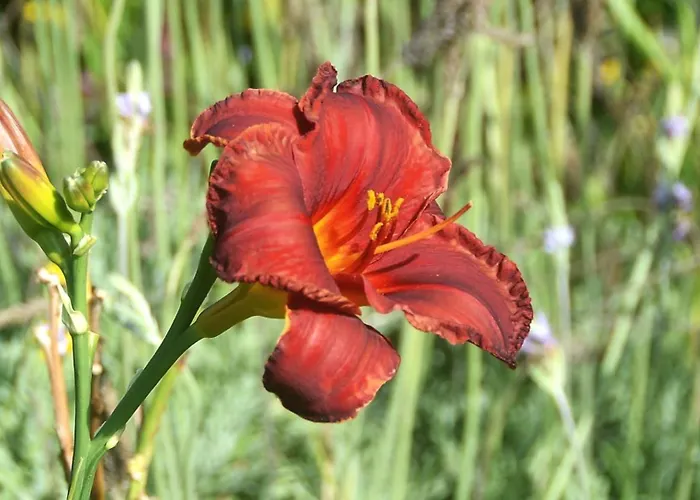 Belo Campo - Ilha Do Faial 3* Castelo Branco (Faial)