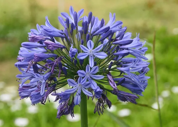 Belo Campo - Ilha Do Faial