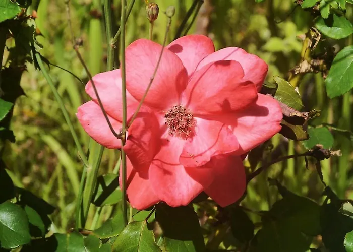 Konukevi Belo Campo - Ilha Do Faial Castelo Branco (Faial)
