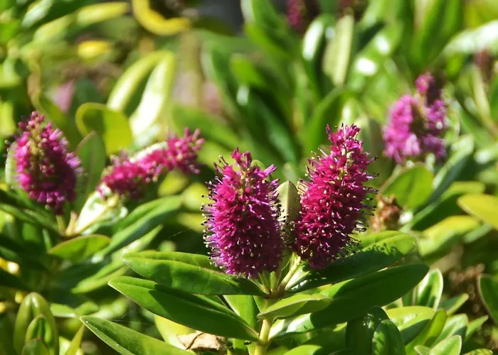 Belo Campo - Ilha Do Faial