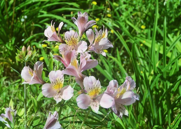 Belo Campo - Ilha Do Faial 3*